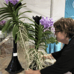 purple flower arrangements with greenery on a tall black vase